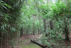 23-my-woods