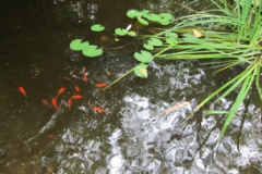 24-fishpond01_redux-copy