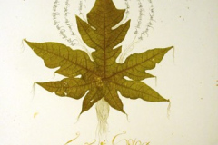 35-early-leafage-2